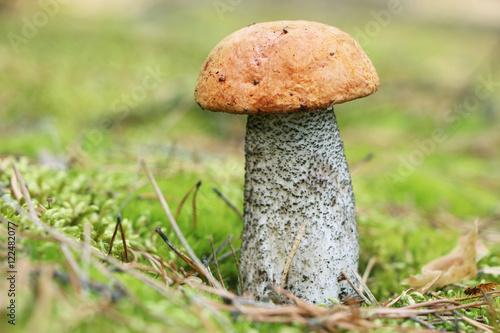orange-cap mushroom in moss