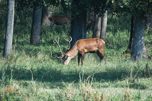 Red deer in runting season © zorandim75