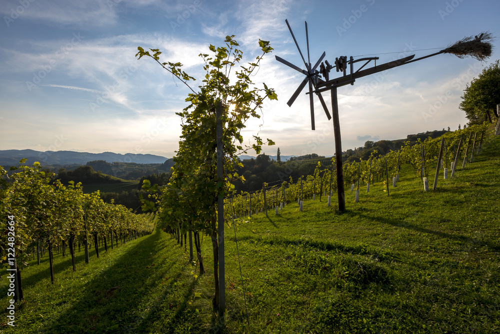 vineyard near spielfeld, the austrian border to slovenia.old wine growing area called südsteirische weinstrasse
vineyard near spielfeld, the austrian border to slovenia.old wine growing area called südsteirische weinstrasse