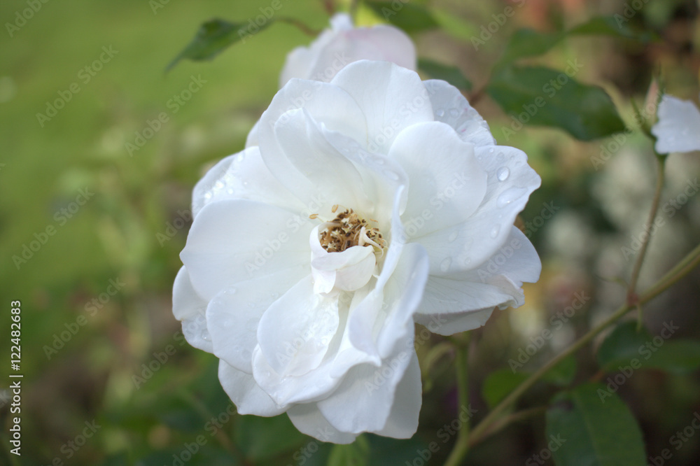 White rose with rain drops on petals White rose with rain drops on petals