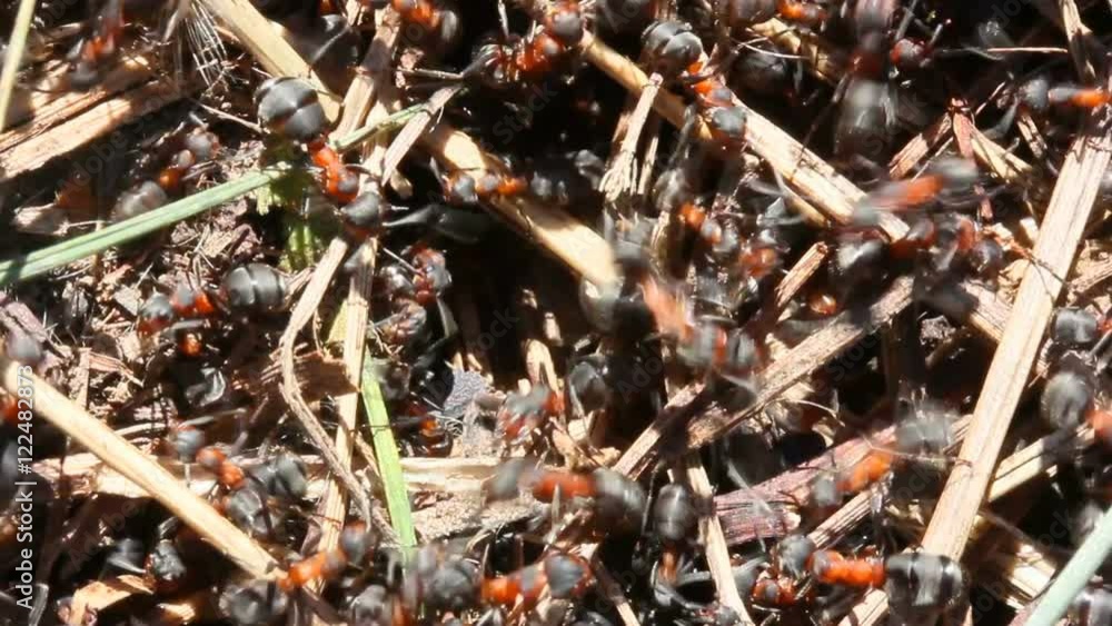 Large Forest Ants Move Very Quickly. Top View Closeup Large Forest Ants Move Very Quickly. Top View Closeup