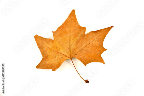maple leaf dried