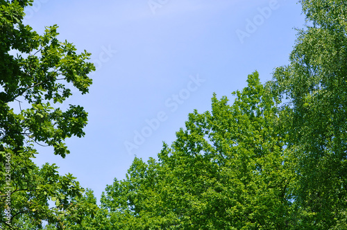 Fototapeta Naklejka Na Ścianę i Meble -  Кроны деревьев на фоне неба с легкой облачностью