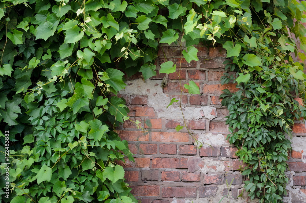Ivy leaves overgrowing on an old brick wall, nature meets urban Ivy leaves overgrowing on an old brick wall, nature meets urban