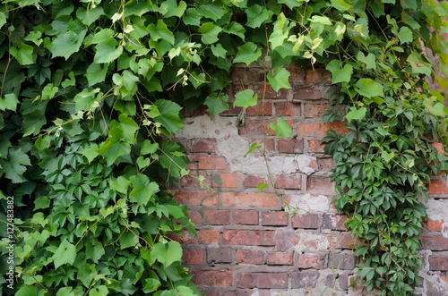 Ivy leaves overgrowing on an old brick wall, nature meets urban