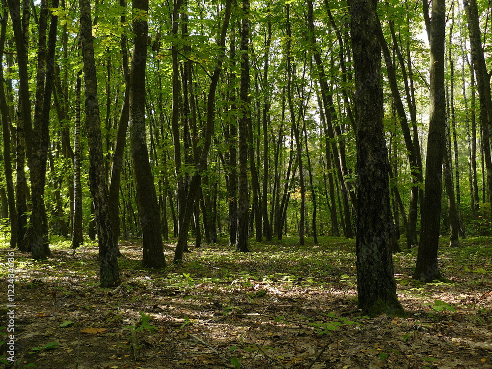 Obraz premium Грабовая роща.