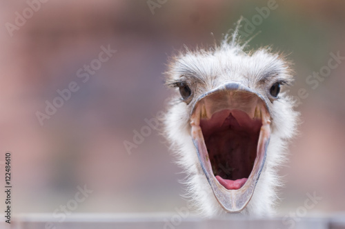 An ostrich with wide open beak, looking surprised © Natalia Bratslavsky