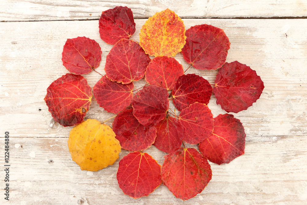 Fototapeta premium autumn leaf red aspen