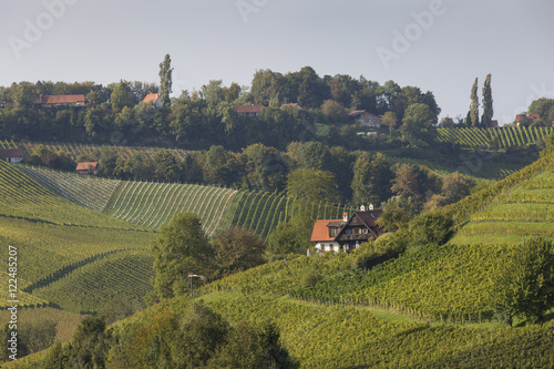 Weingarten an der südsteirischen Weinstrasse,Steiermark,Österreich