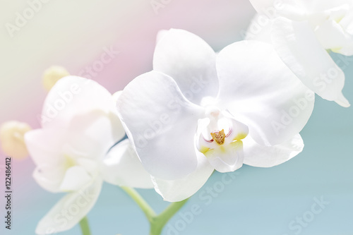 Fototapeta Naklejka Na Ścianę i Meble -  delicate white orchid, orchid flowers branch