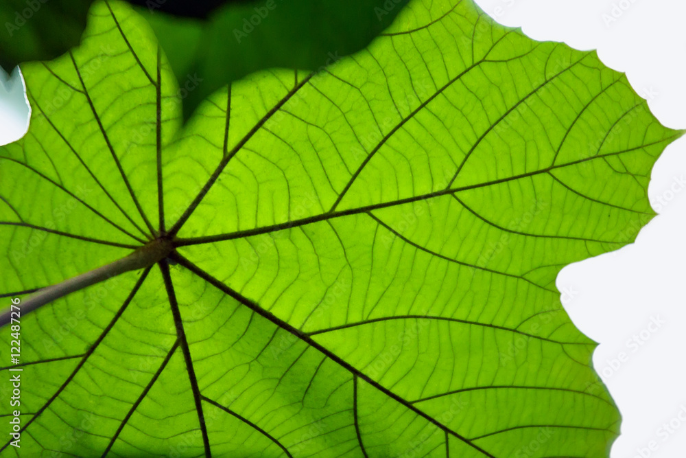 Green leaf texture, abstract background Green leaf texture, abstract background