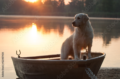 Golden Retriever in sunset