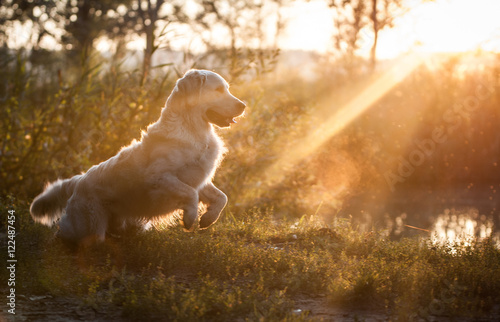Golden Retriever in sunset