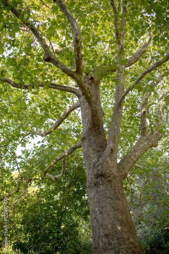 View up a beautiful old plane or sycamore tree with its green leaves and sunshine rays in the background.