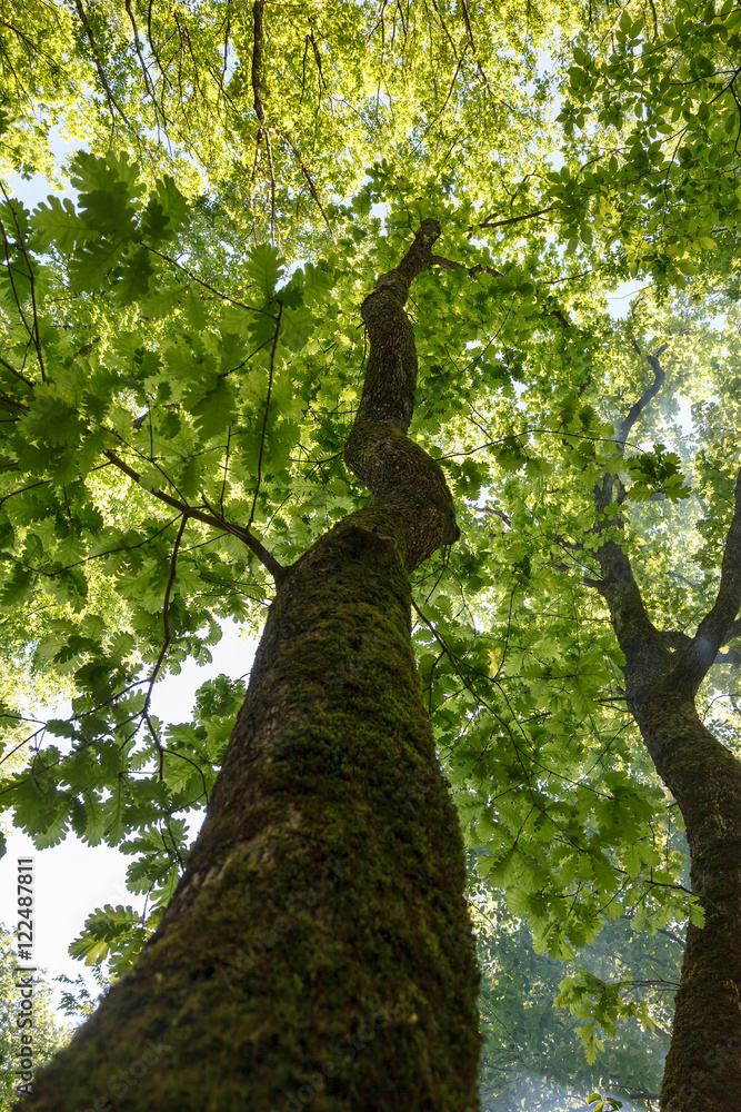 Fototapeta premium Green trees from below