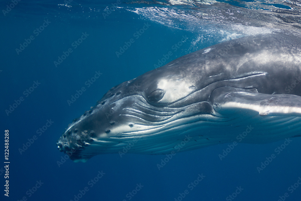 Fototapeta premium Humpback whale underwater view at Vava'u Kingdom of Tonga.
