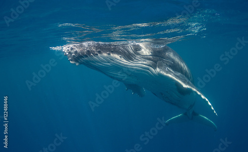 Humpback whale underwater view at Vava'u Kingdom of Tonga.