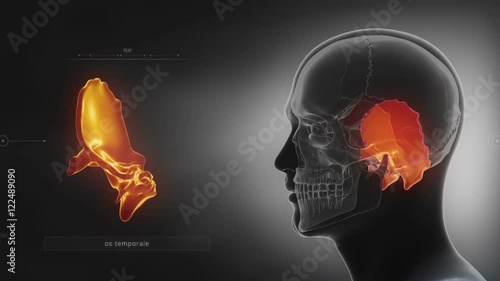 Black x-ray skull animation - Temporal bone - os temporale