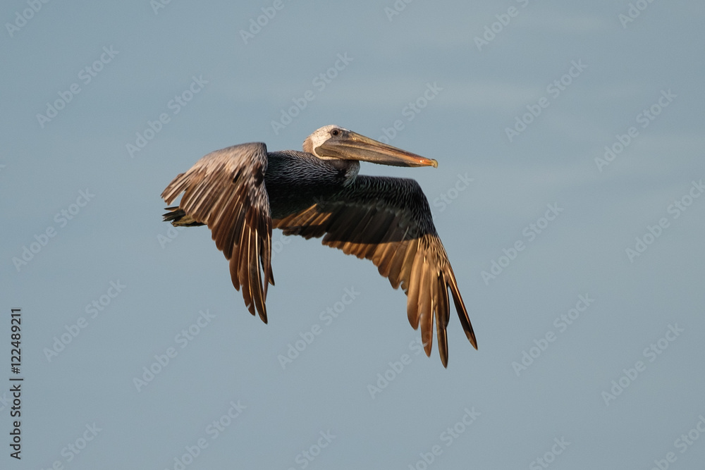 Obraz premium Brown pelican fly over sea