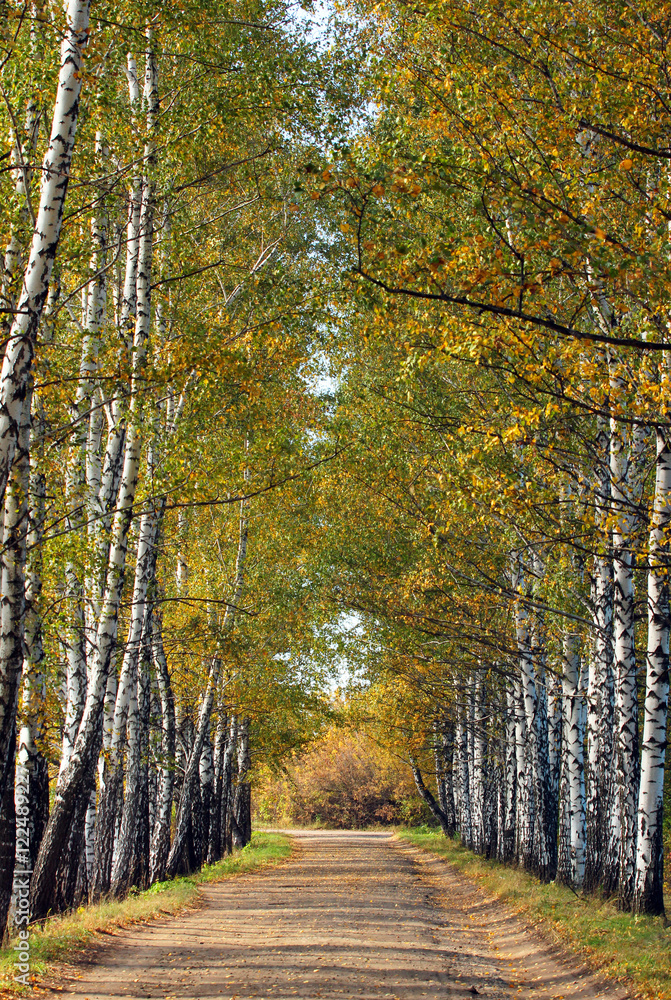 Obraz premium Birches alley in early fall. Tree leaves turning yellow - natural autumn background