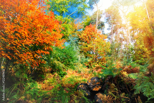 Beautiful landscape of autumn forest