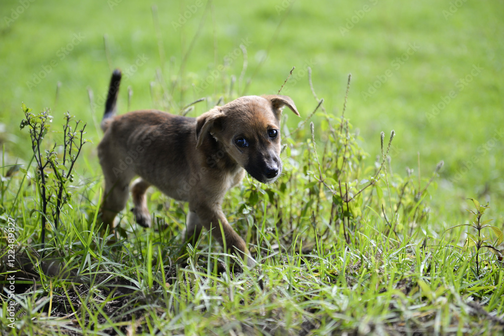 The puppy The puppy