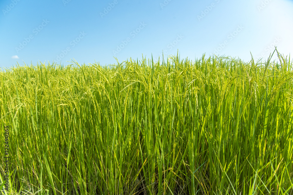 Green rice fields , Paddy jasmine rice farm in Thailand