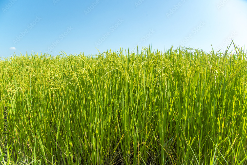 Green rice fields , Paddy jasmine rice farm in Thailand Green rice fields , Paddy jasmine rice farm in Thailand