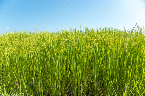 Green rice fields , Paddy jasmine rice farm in Thailand