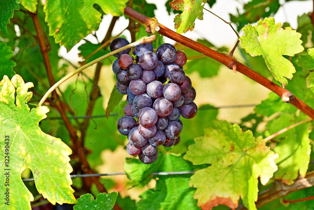 Blaue Weintrauben am Rebstock