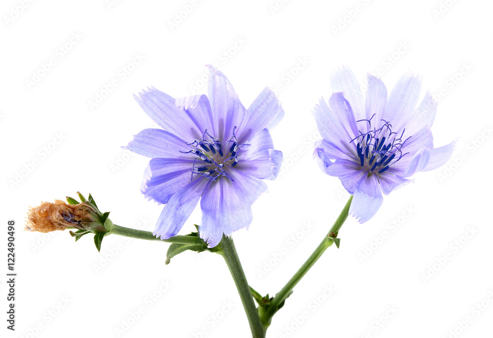 The flowers of chicory on a branch.