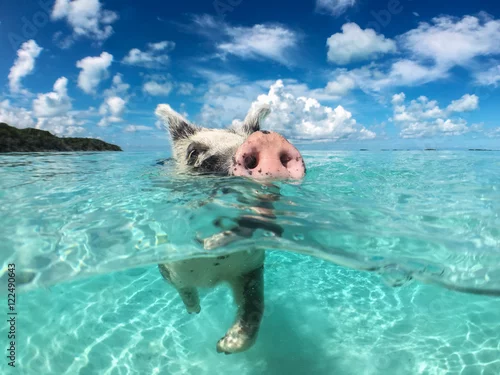 Obraz Dzika, pływająca świnia na Big Majors Cay na Bahamach