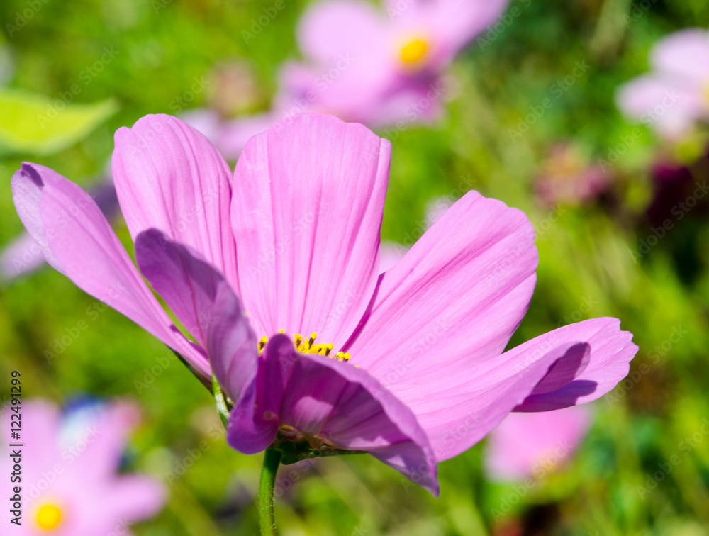 Zarte Sommerschönheit auf wilder Blumenwiese, Spätsommer, Glück, Freude: cosmea bipinnatus / Schmuckkörbchen :) Zarte Sommerschönheit auf wilder Blumenwiese, Spätsommer, Glück, Freude: cosmea bipinnatus / Schmuckkörbchen :)