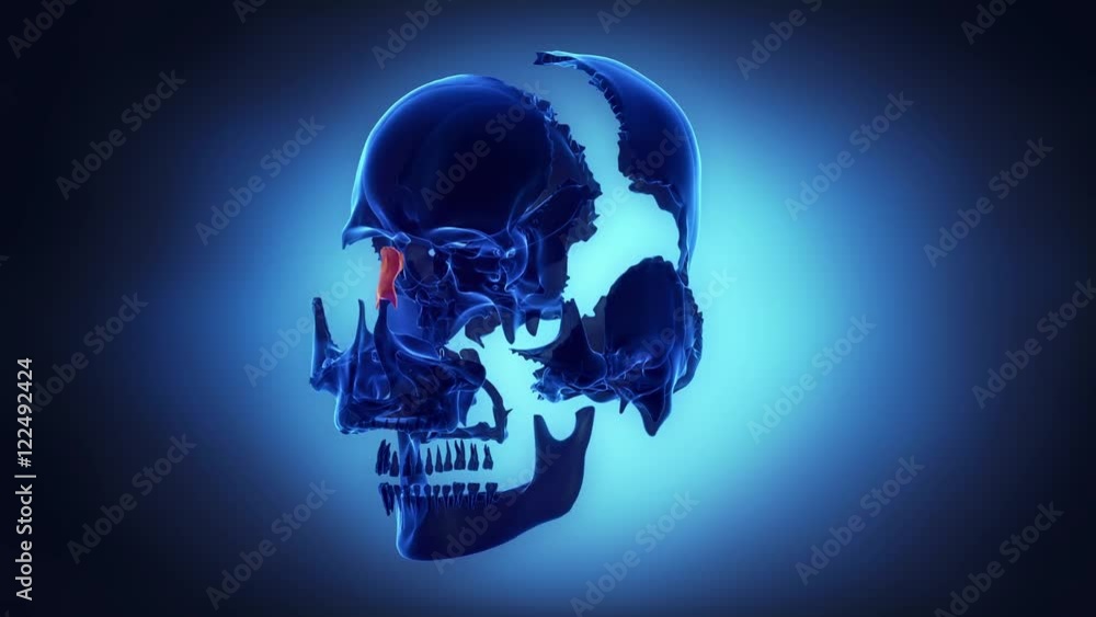 Skull bones in x-ray exploration Skull bones in x-ray exploration