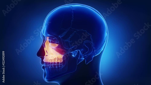 Blue x-ray skull animation - MAxilla - corpus maxillae photo