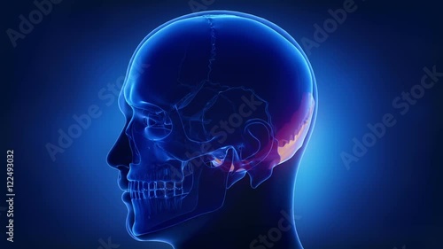 Blue x-ray skull animation - Occipital bone - os occipitale
