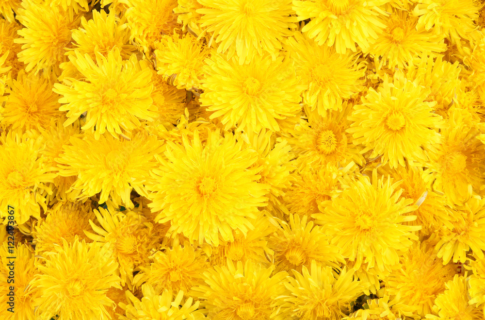 Dandelion background Dandelion background