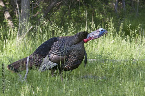 Eastern Wild Tom Turkey (Meleagris gallopavo) strutting with tail feathers in fan through a grassy meadow in Canada	