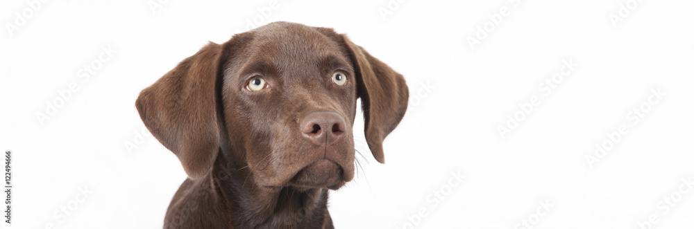 sweet brown labrador dog sitting in a room sweet brown labrador dog sitting in a room