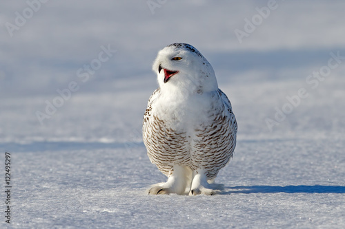 Snowy owl (Bubo scandiacus) calls out on the snow in an open field in Canada