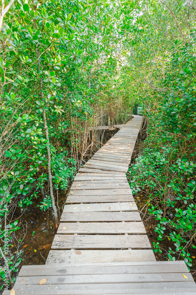 Wood path over river and through tropical forest