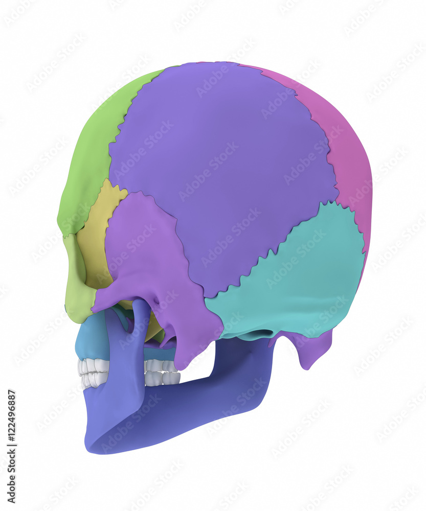 Human skull with colorized skull bone parts Human skull with colorized skull bone parts