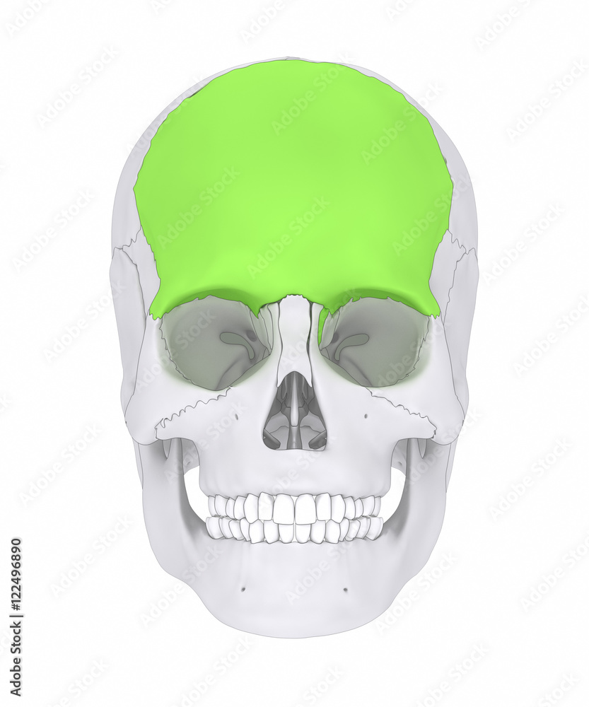 Fototapeta premium Frontal bone - os frontale