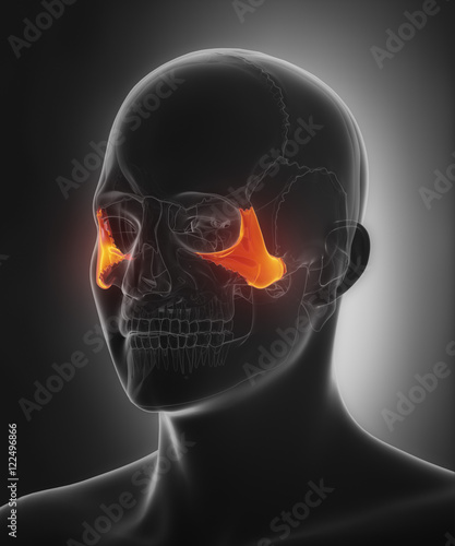 Zygomatic bone - os zygomaticum photo