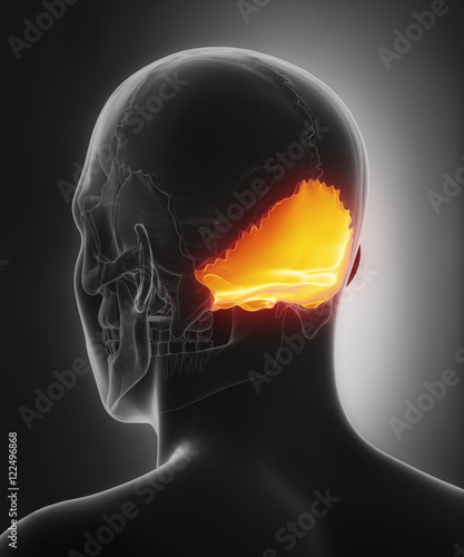 Occipital bone - os occipitale posterior view