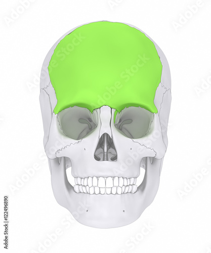 Frontal bone - os frontale