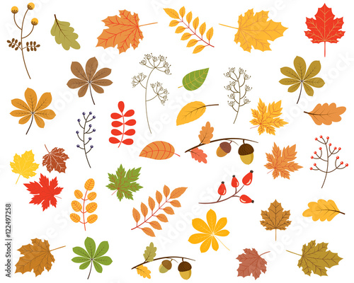 Set of Colorful Vector Autumn Leaves