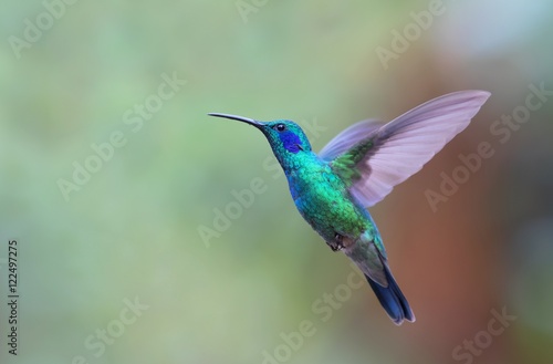 Canvas Print Green Violet-ear hummingbird (Colibri thalassinus) in flight isolated on a green