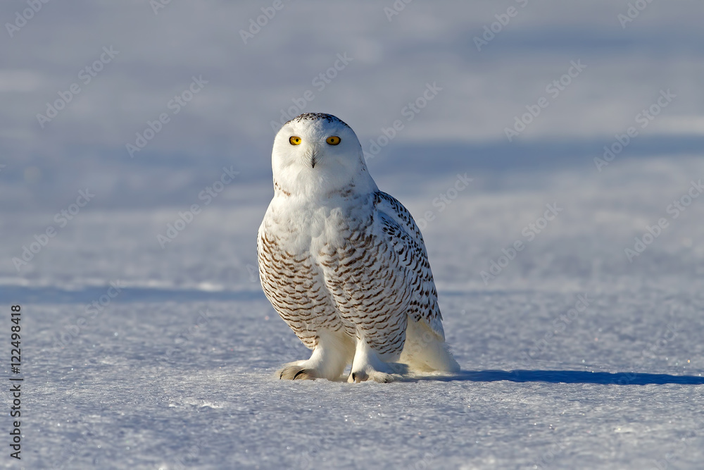 Obraz premium A Snowy owl (Bubo scandiacus) casts a long shadow on a snowy field in Canada