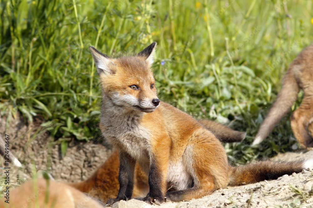 european fox cubs near the den european fox cubs near the den